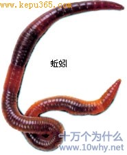 蚯蚓
